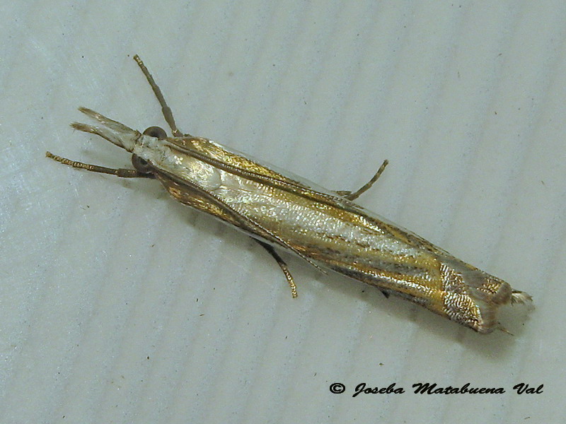 Crambus pascuella - Crambidae